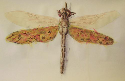 Dragonfly-Study